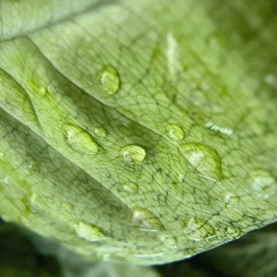 Poza macro cu picaturi de apa pe o frunza verde